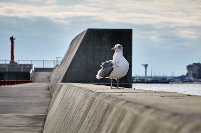 Seagull perching against sky