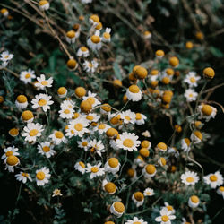 Close-up of yellow flowering plants on field