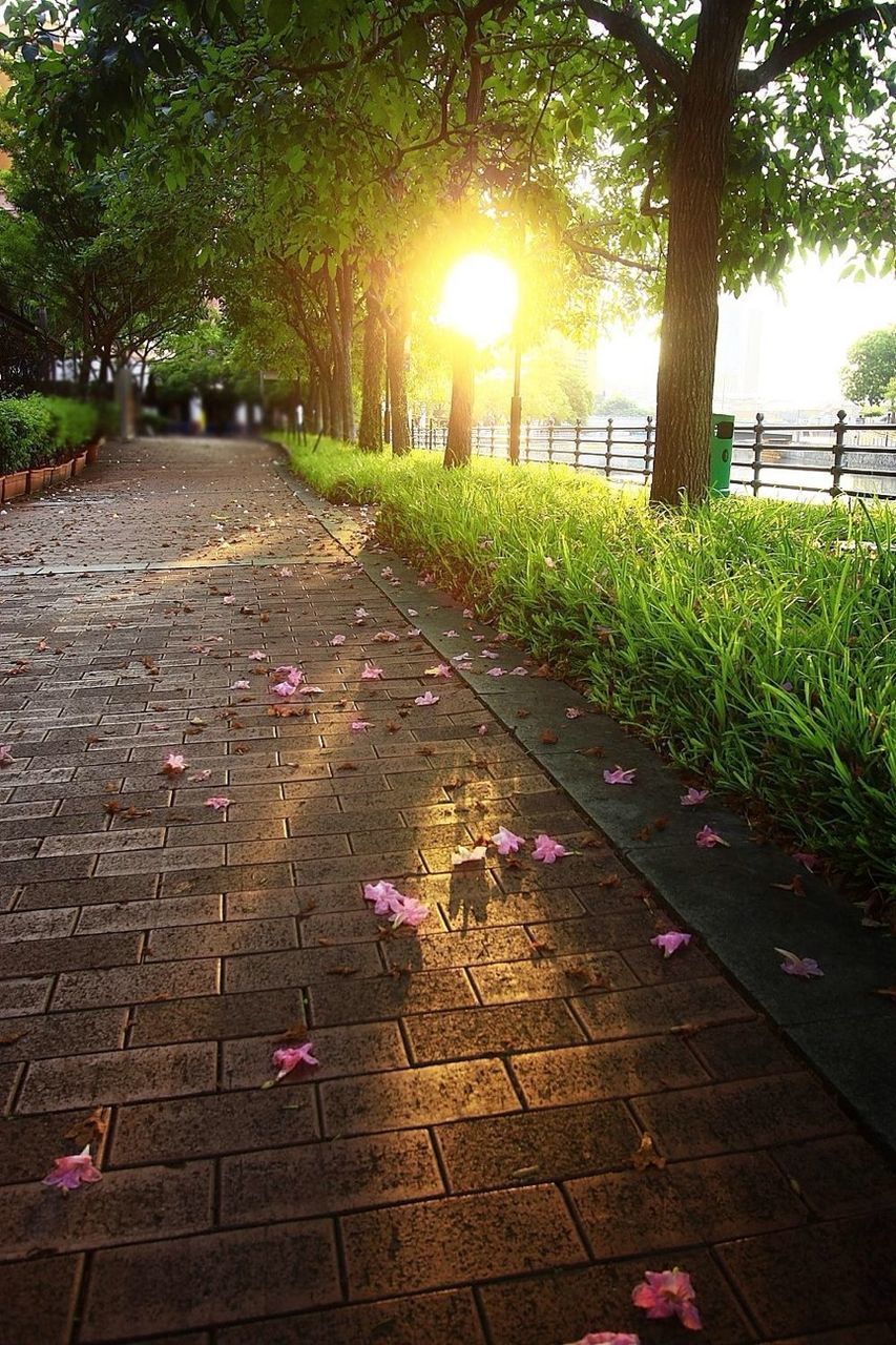 tree, sunlight, the way forward, footpath, park - man made space, shadow, cobblestone, sun, growth, sunbeam, walkway, nature, paving stone, pathway, flower, plant, outdoors, lens flare, grass, sunny