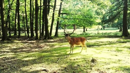 Horse on field in forest