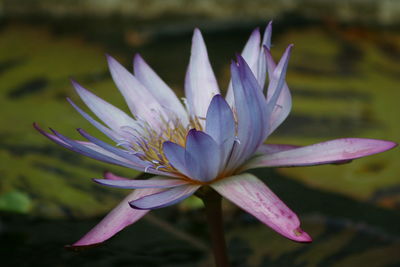 Close-up of purple water lily in lake