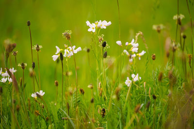 Close-up of white flowering plants on field