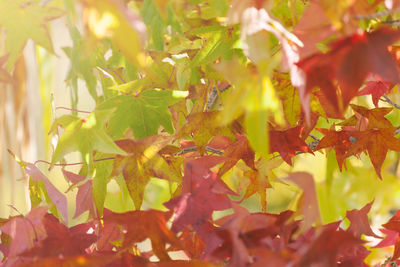 Leaves on tree trunk