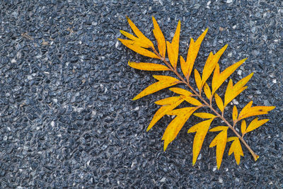 High angle view of yellow flower on road