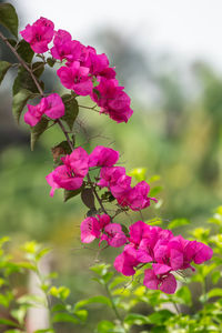 Close-up of pink flowering plant
