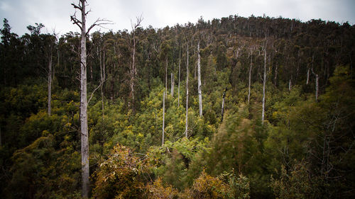 Scenic view of forest against sky