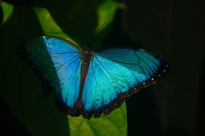 Close-up of butterfly on blue leaf