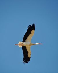 Low angle view of bird flying against clear blue sky