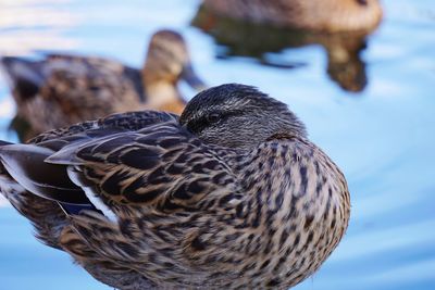 Close-up of duck preening by lake