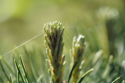 Close-up of plant growing on field