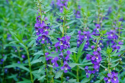 Close-up of purple flowering plants