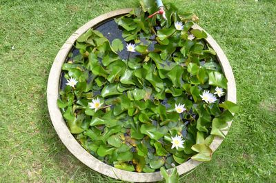 High angle view of plants growing on field