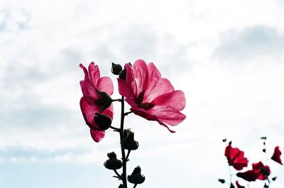 Low angle view of pink flowers