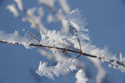 Low angle view of frozen plant against sky