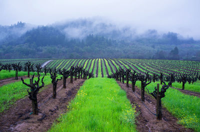 View of agricultural field during foggy weather