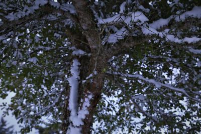 Low angle view of trees in forest during winter