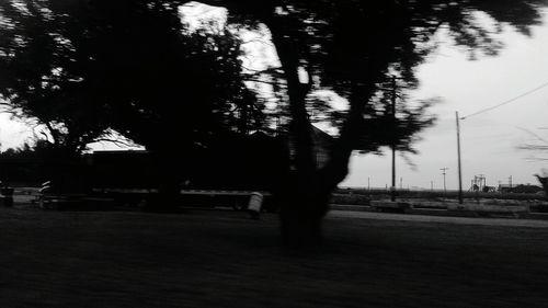 Road along trees