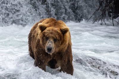 Close-up of bear