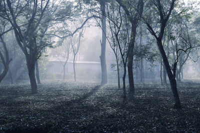 Trees in the deep  forest