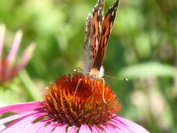 Close-up of butterfly pollinating on flower