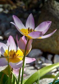 Close-up of purple water lily