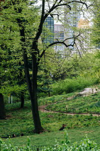 Trees on field in forest