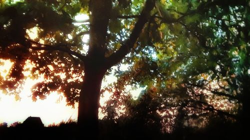 Low angle view of silhouette trees in forest against sky