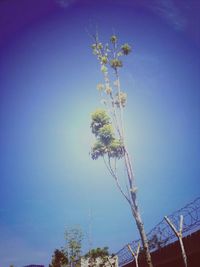 Low angle view of trees against blue sky