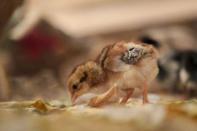 Close-up of a bird