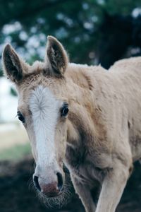 Close-up of foal on field
