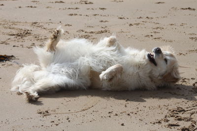 Playful white dog at sandy beach