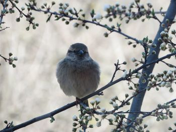 Low angle view of bird perching on branch