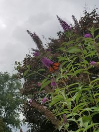 Low angle view of butterfly on purple flowers