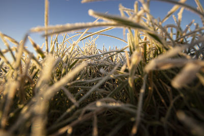 Close up of frosty grass in the morning