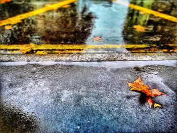 High angle view of maple leaf on road