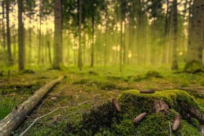 Moss growing on tree trunk in forest