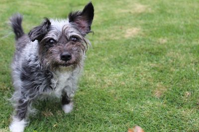 Portrait of dog on field