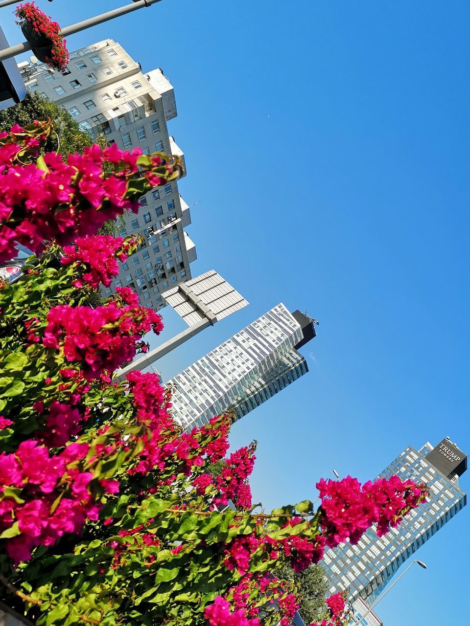 LOW ANGLE VIEW OF PINK FLOWERING PLANT BY BUILDING AGAINST CLEAR SKY