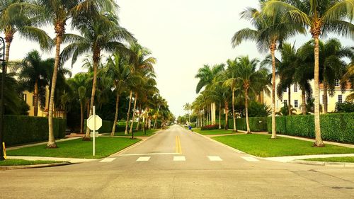 Empty road amidst trees