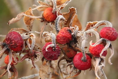 Close-up of frozen berries