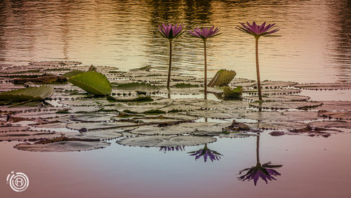 Digital composite image of water lily and leaves in lake