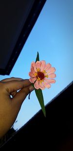 Close-up of hand holding flowering plant against sky