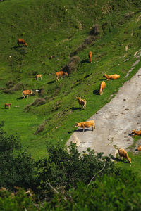 Flock of birds on grass