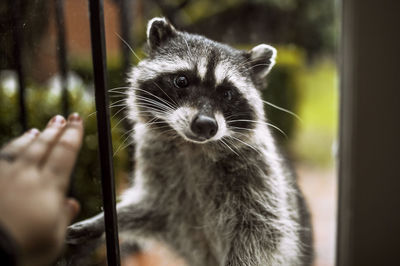 Close-up of hand holding cat