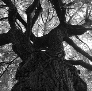 Low angle view of bare trees against sky