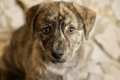 Close-up portrait of a puppy