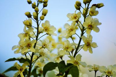 Low angle view of white flowers blooming on tree