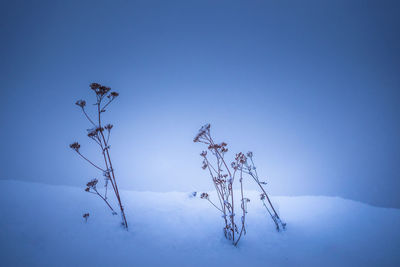 Chilly winter morning landscape with frozen plants in a foreground. snowy scenery of northern europe