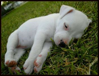 Close-up of white puppy