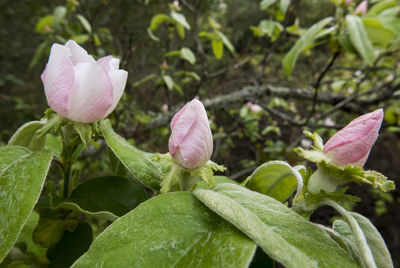 Close-up of pink flowering plant